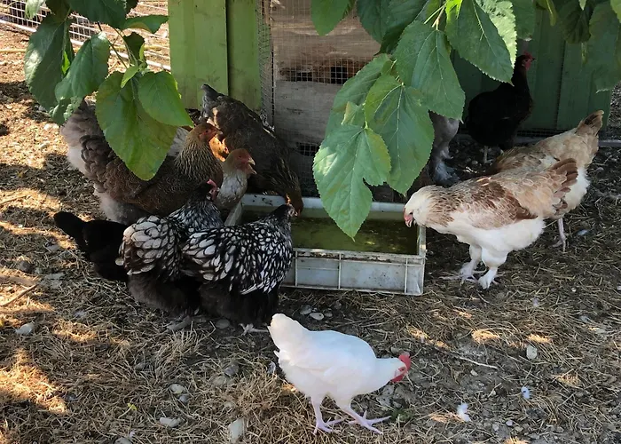 Chambre A La Ferme